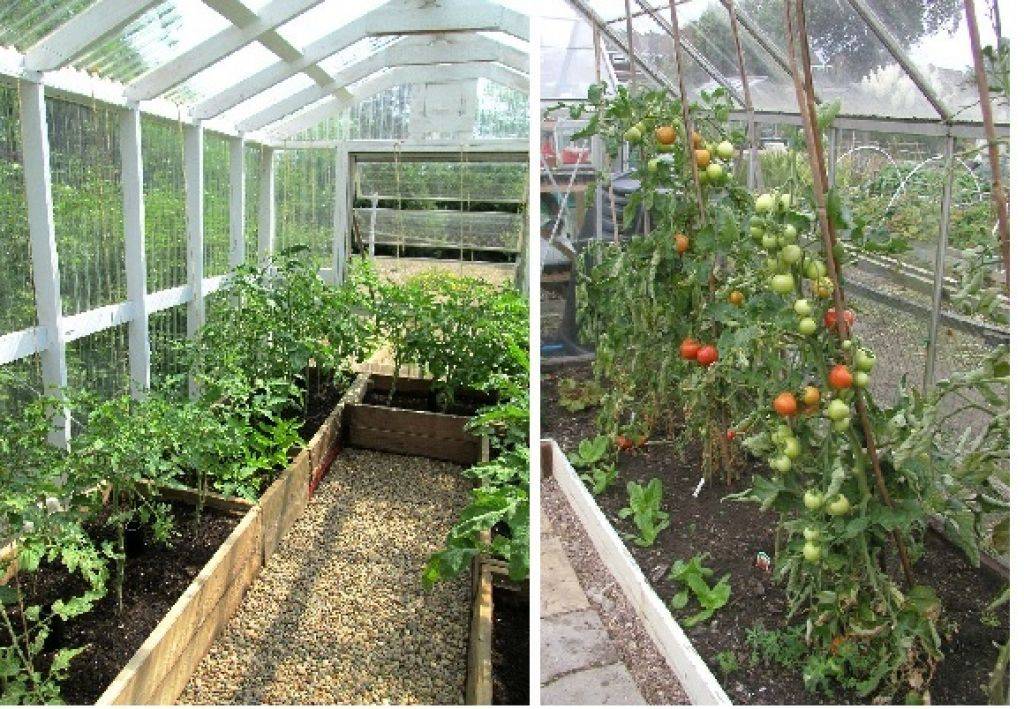 Какие культуры можно сажать рядом с томатами в теплице: совместимость