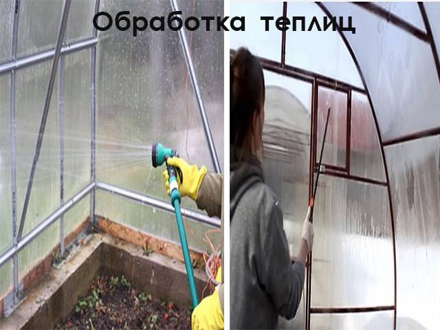 Борьба с фитофторой на помидорах в теплице | огородник