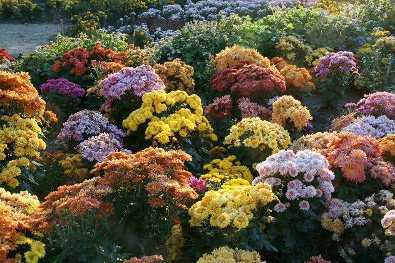 Осенние цветы в саду: 65 фото с названиями