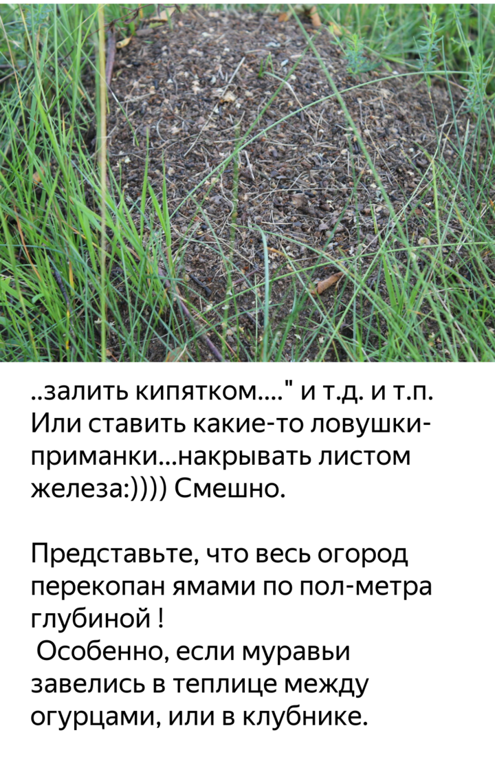 Как избавиться от муравьев в теплице. какие меры борьбы помогут избавиться от вредителей :: syl.ru