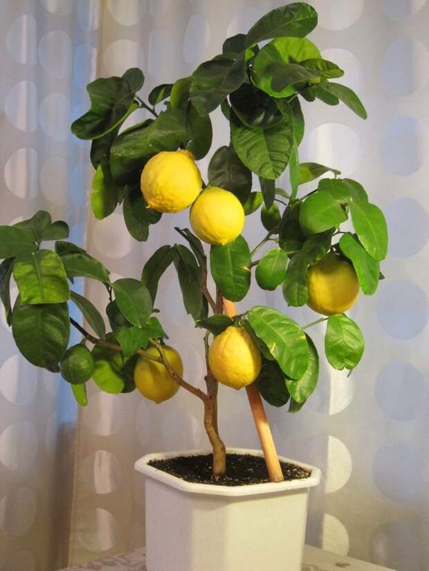 Лимон не цветет: что делать, как заставить, чтобы плодоносил