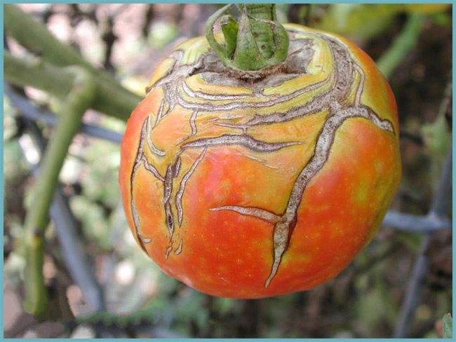 Как избежать растрескивания помидоров в теплице и открытом грунте