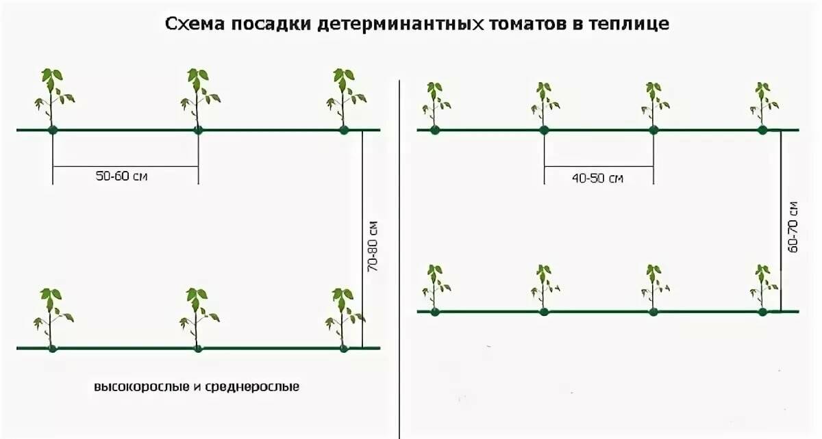 Перец: выращивание и уход в теплице
