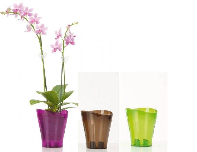 Как грамотно подобрать кашпо для домашней орхидеи?