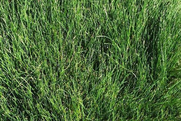 Какая газонная трава вытесняет сорняки – поиски волшебной травы + видео
