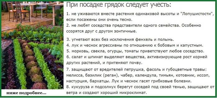 Что можно и нельзя сажать в теплице