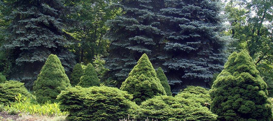 Канадская сосна посадка и уход. канадская ель (44 фото): северная красавица в садах умеренных широт