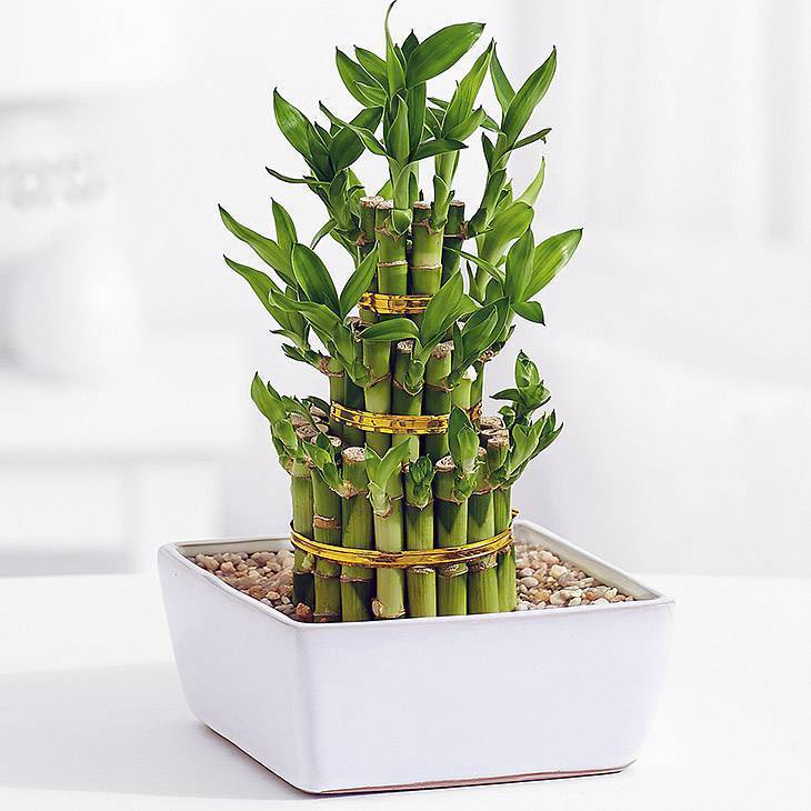 Бамбук в качестве комнатного растения хорошо смотрится и не требует сложного ухода