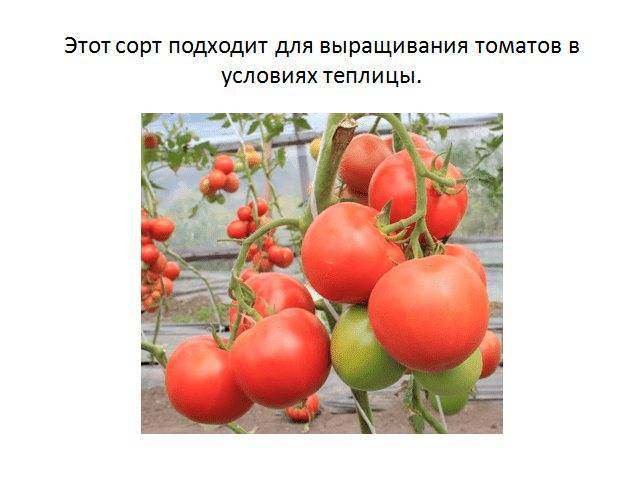 Как опылять помидоры в теплице из поликарбоната вручную: что делать, если они не опыляются и как помочь своим томатам
