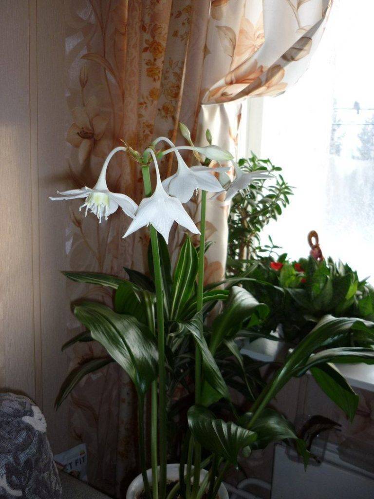 Эухарис (амазонская лилия) — уход за цветком в домашних условиях
