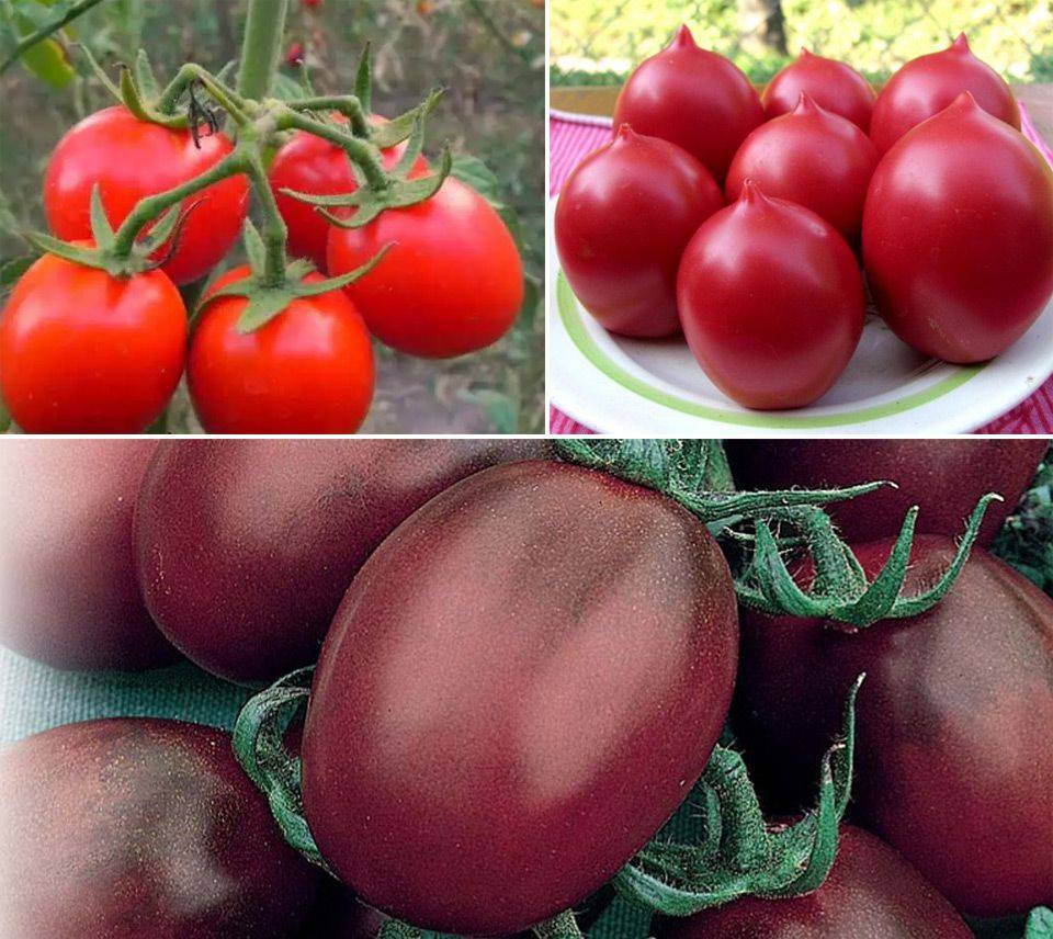 Актуальный на сегодня рейтинг лучших сортов помидор для теплиц на 2023 год.