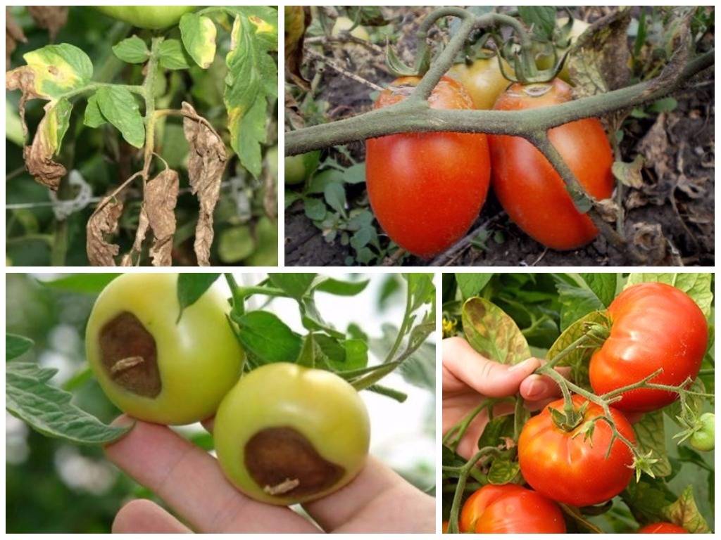 Самые опасные болезни томатов: топ-5 заболеваний, меры борьбы