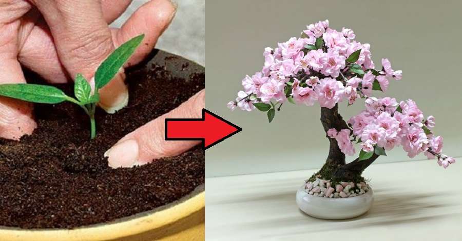 Как правильно посадить сакуру и как за ней ухаживать, размножение дерева семенами и черенками