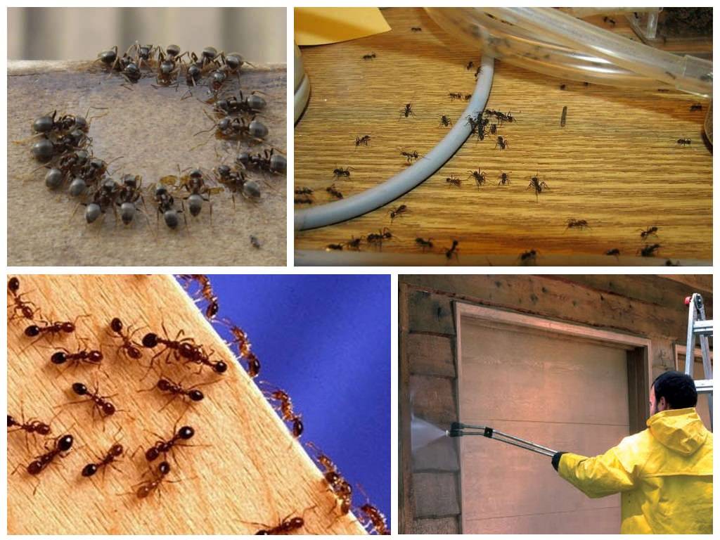 Как избавиться от муравьев на даче: обзор эффективных средств борьбы