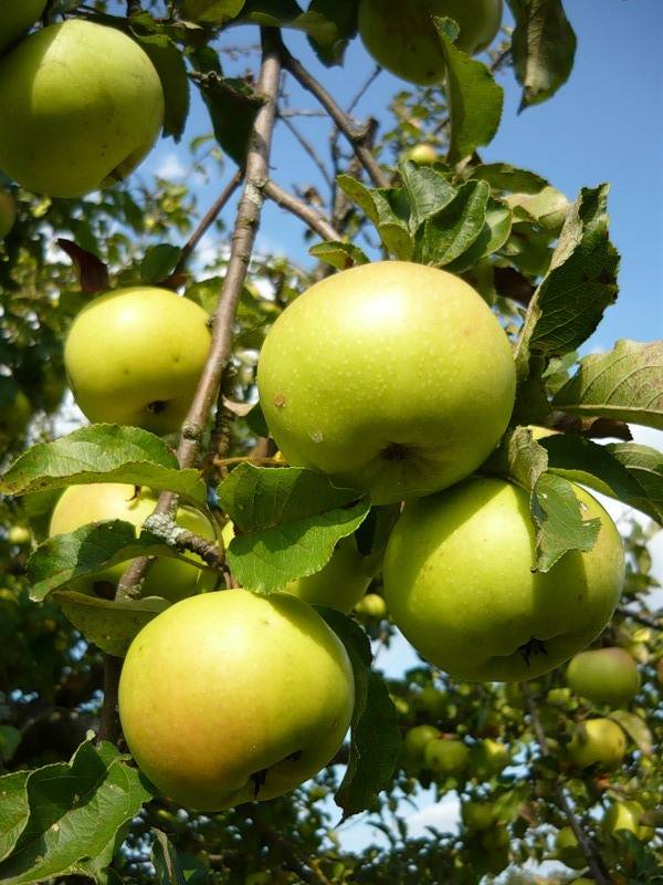 Лучшие сорта яблонь для подмосковья: летние, зимние, осенние. описание и фото