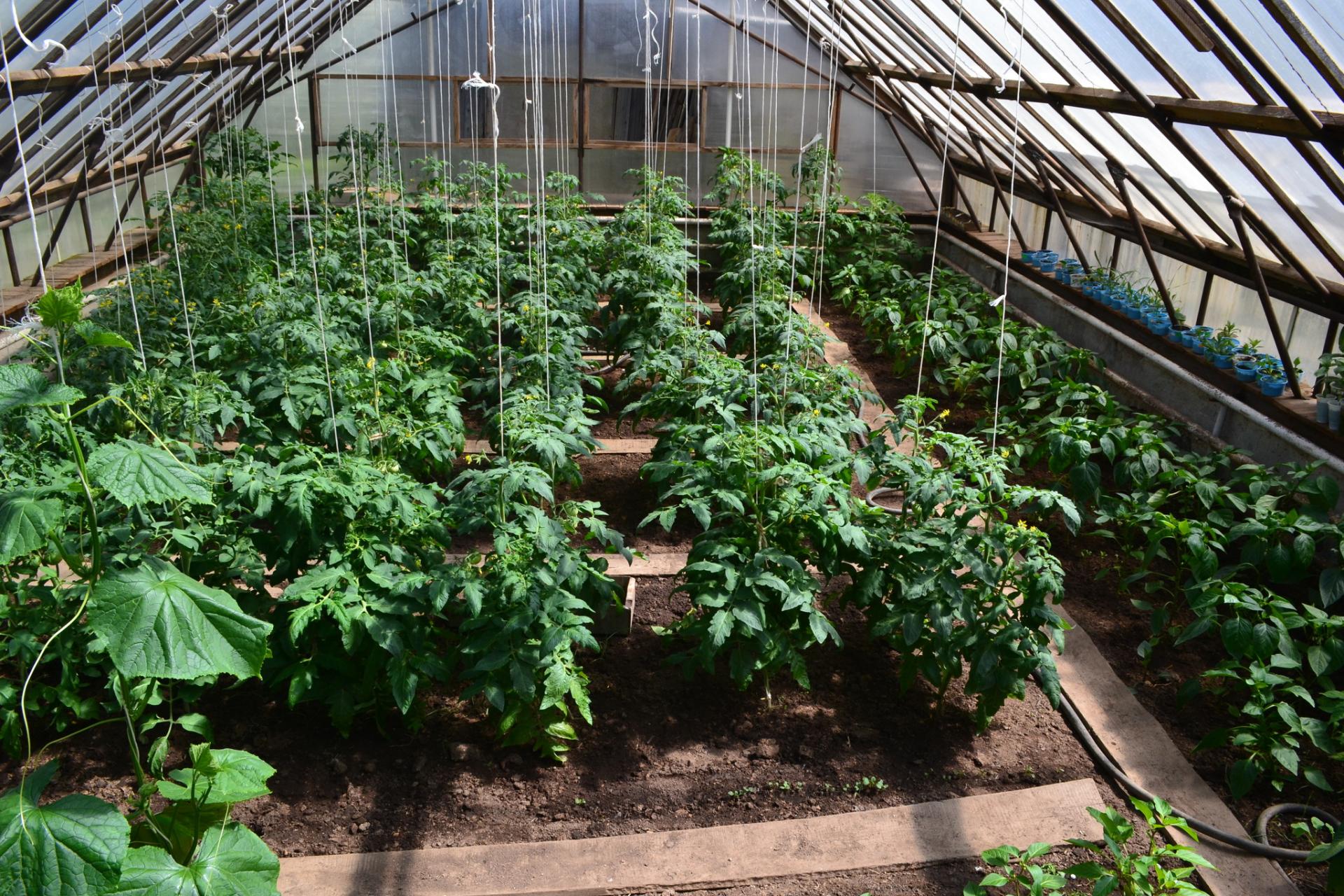 Особенности выращивания огурцов и помидоров в одной теплице