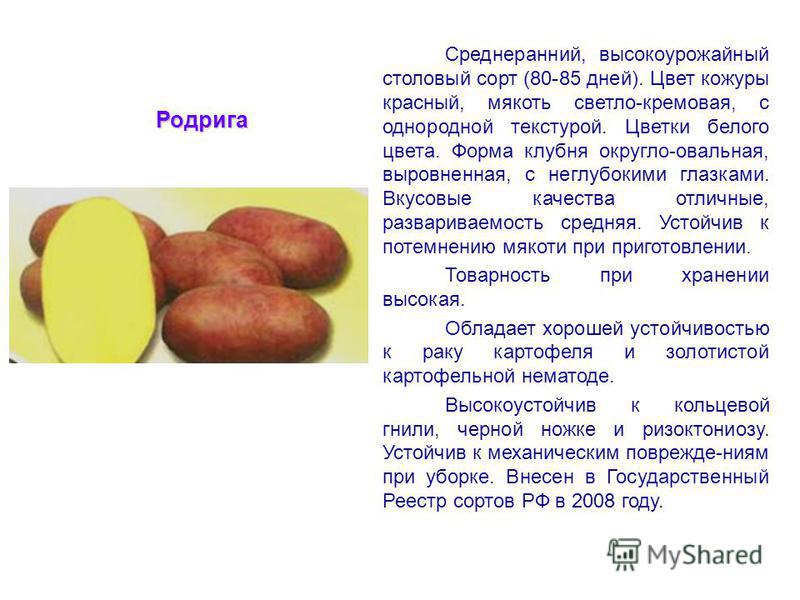 Картофель Красавчик — сорт с двойным потенциалом