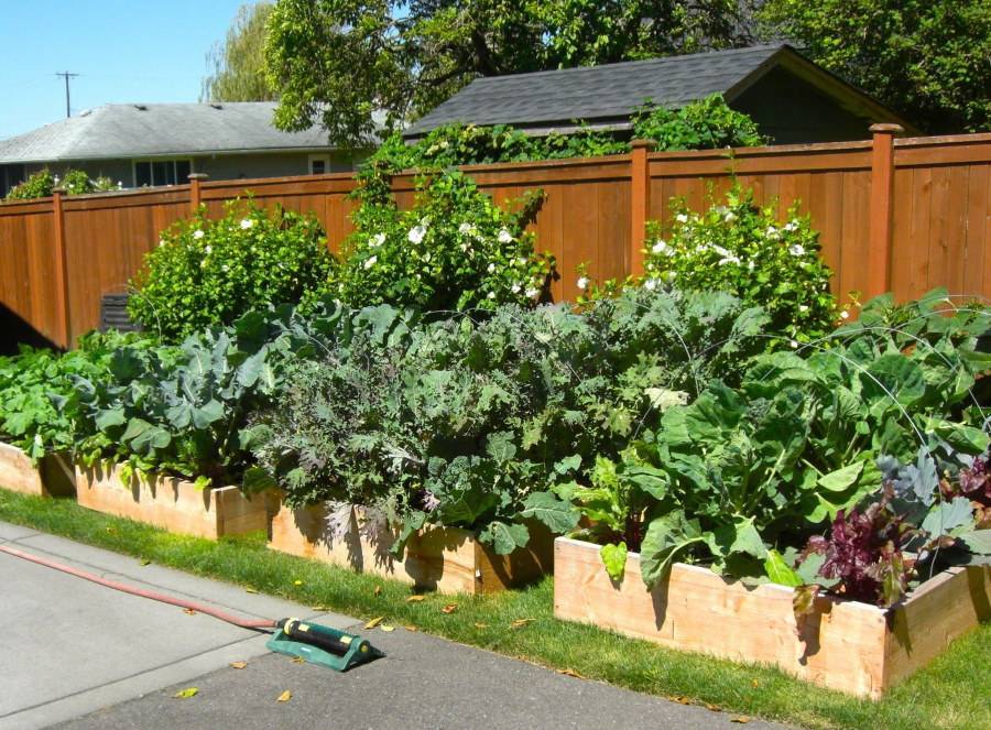 Как устроить красивый огород в частном доме с грядками (29 фото)