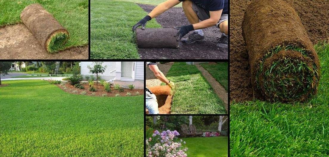 Идеальный газон своими руками (70 фото): как и когда лучше всего сеять газонную траву?