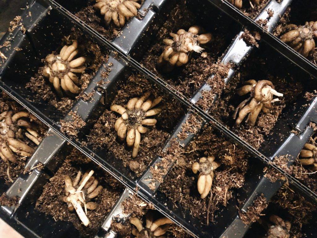 Ранункулюс (лютик): особенности посадки, выращивания и ухода в открытом грунте