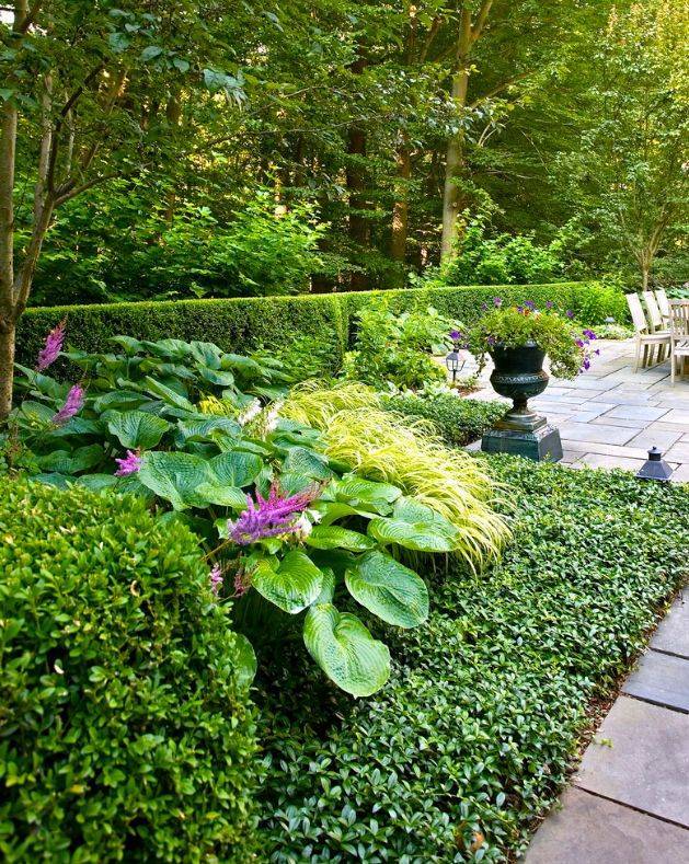 Хоста в ландшафтном дизайне: особенности ухода и 80 гармоничных композиций для сада