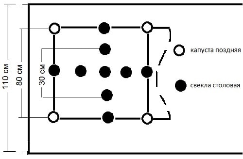 Схема посадки столовой свеклы