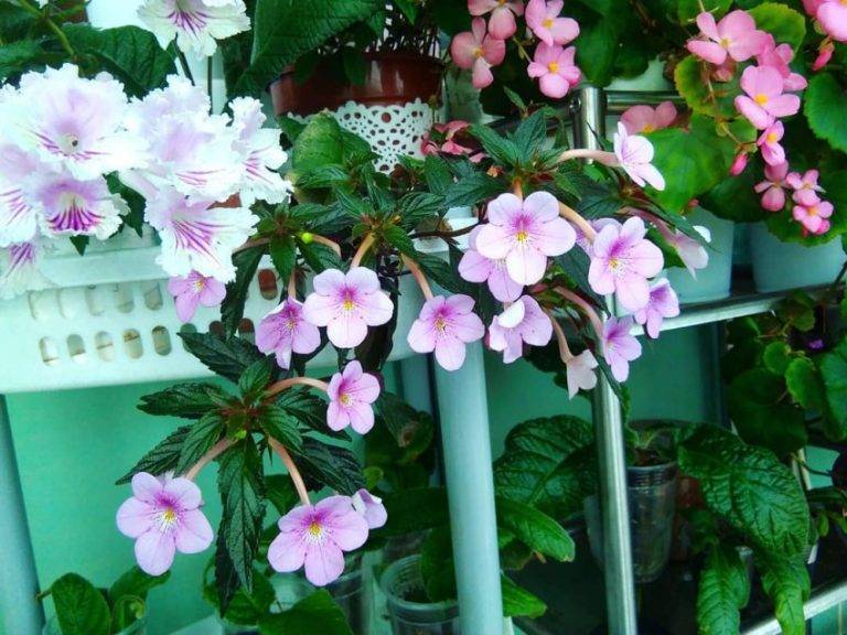 Ахименес уход в домашних условиях, фото, выращивание, описание цветка