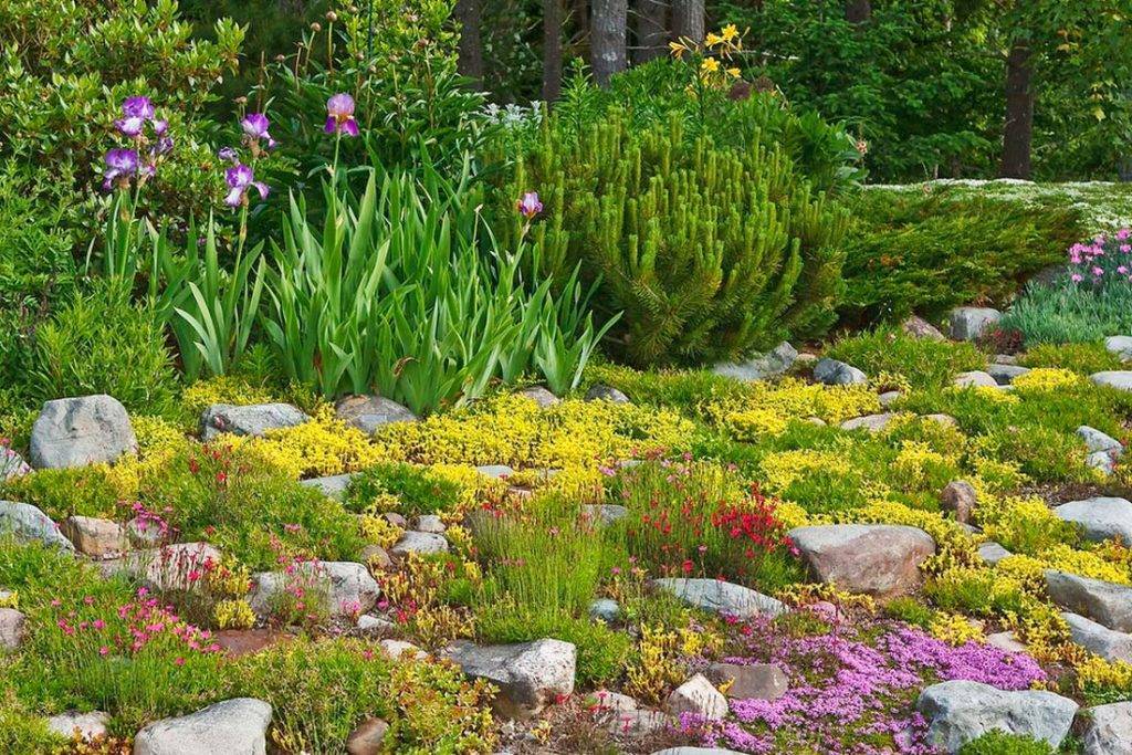 Каменистый сад в ландшафтном дизайне — советы по обустройству - 23 фото