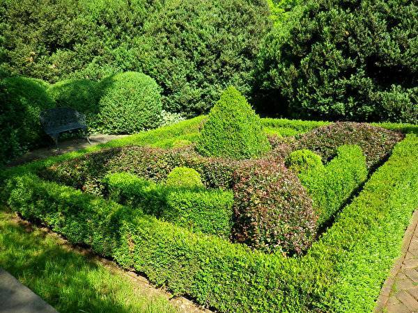 Хвойный красавец в саду — можжевельник (60 фото): посадка и уход за растением