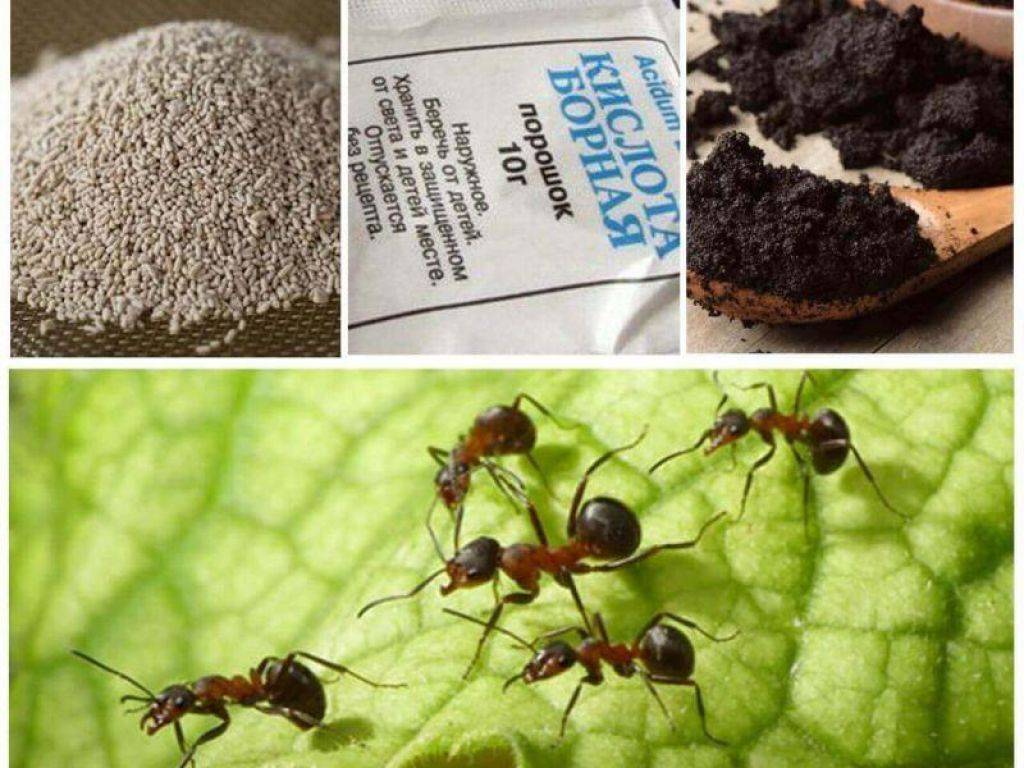 Как избавиться от лесных муравьев в доме