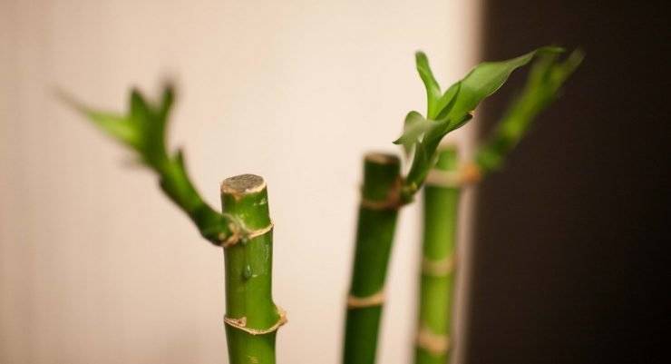 Бамбук в домашних условиях: посадка и уход | (фото) +отзывы
