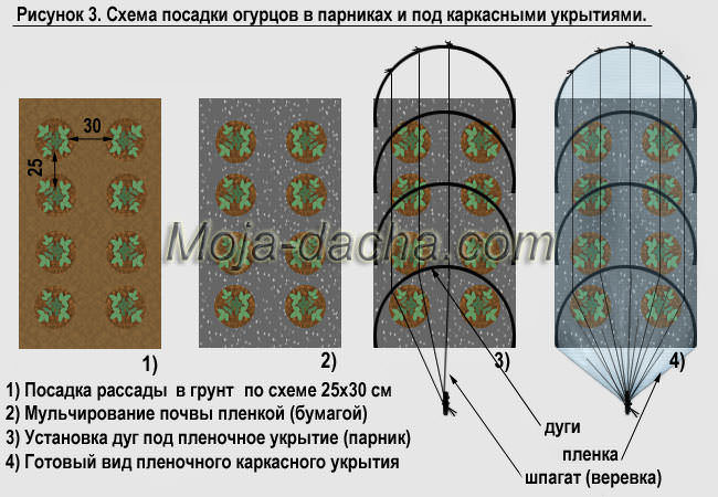 Схема посева огурцов в открытый грунт семенами