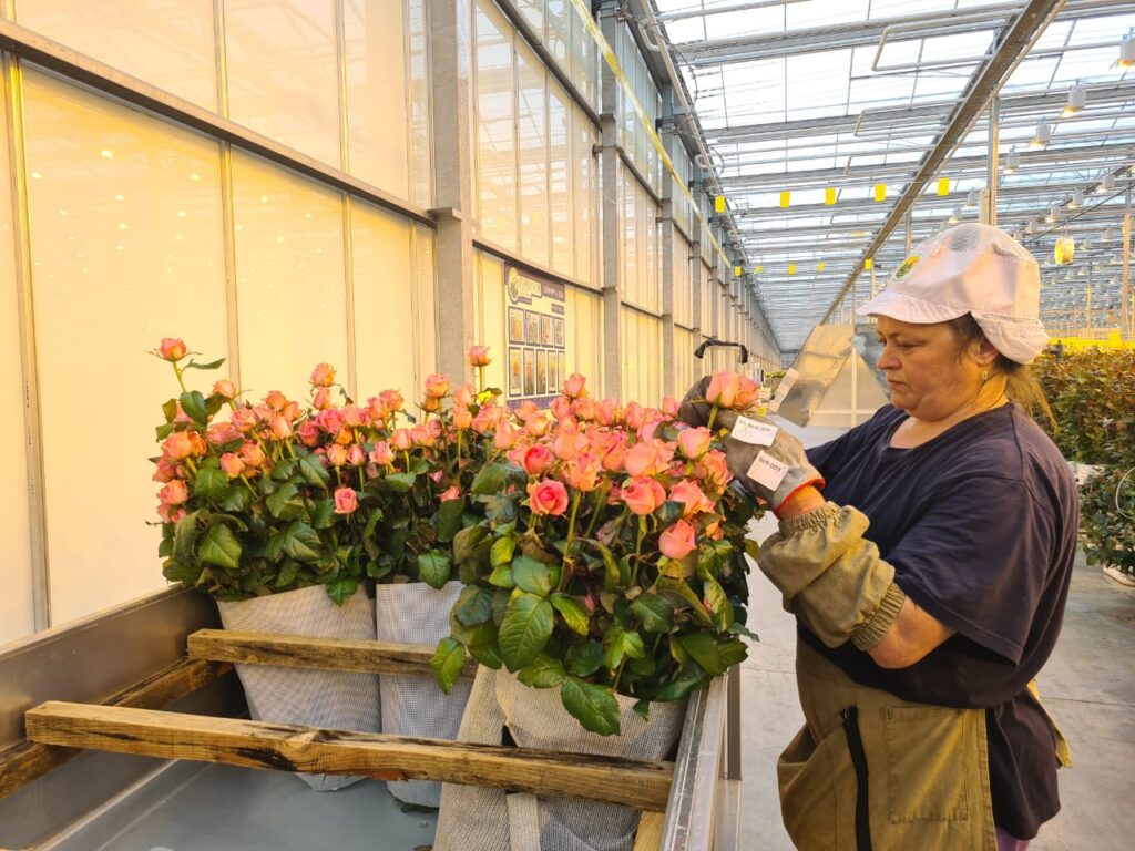 Как выращивать розы в теплице своими руками
