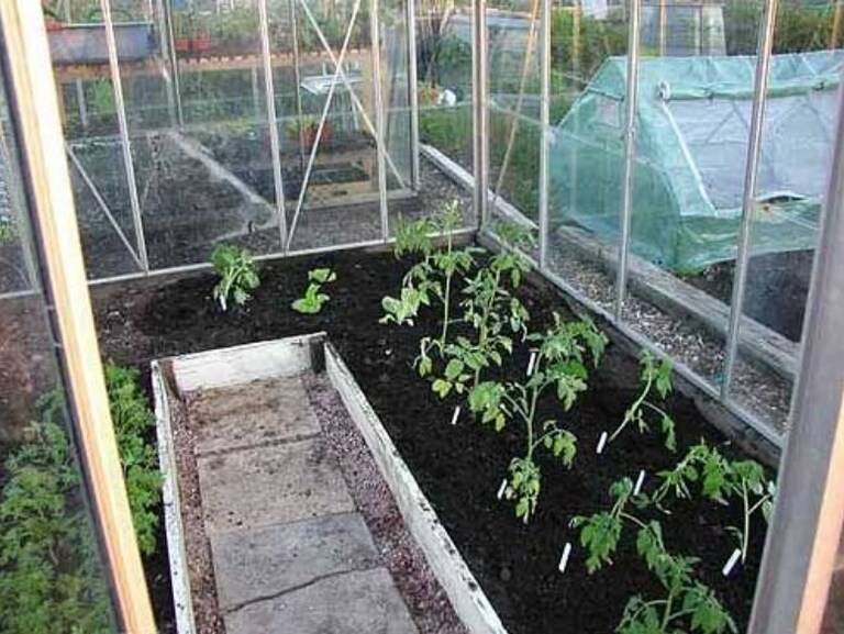 Высадка рассады томатов в теплицу из поликарбоната