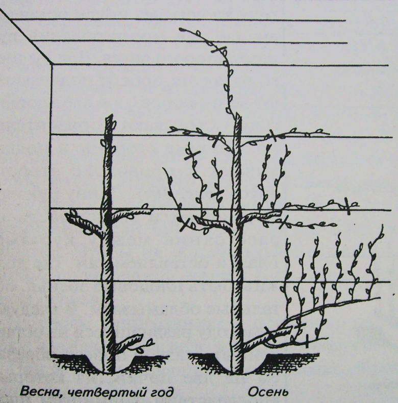Как правильно сделать шпалеру для винограда размеры схема фото