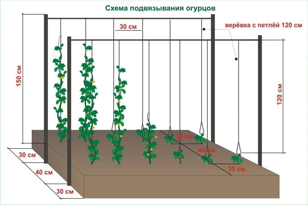 Лучшие сорта перца для теплицы из поликарбоната