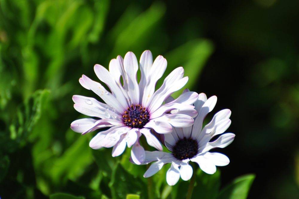 Цветы остеоспермум: описание, особенности выращивания и ухода, фото