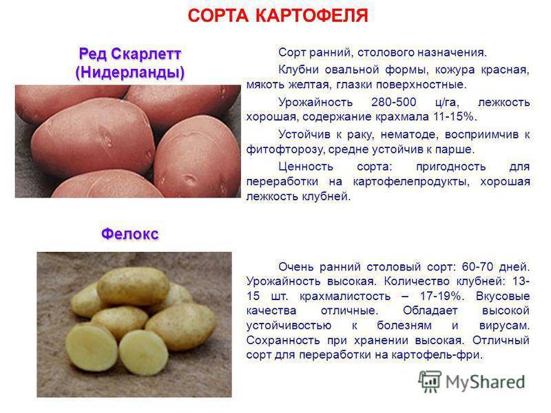 Лучшие сорта картофеля для сибири, особенности их выращивания, фото и описание