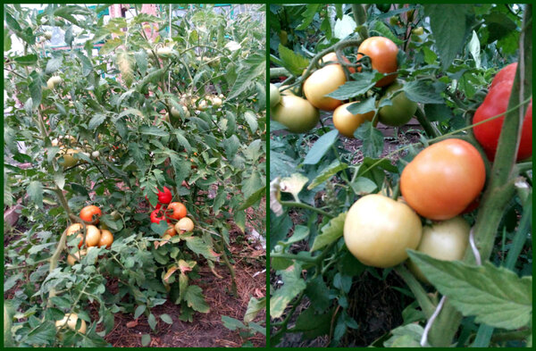 Как ускорить созревание (покраснение) помидор в теплице