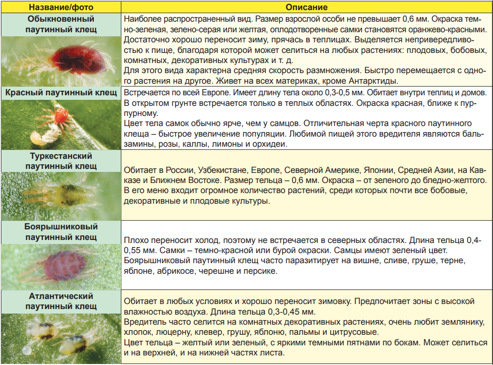От клеща на комнатных растениях. Паутинный клещ разновидности. Растения от паутинного клеща. От клеща для растений. Борьба с клещами растений