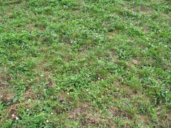 Газонная трава, которая уничтожает сорняки: простое решение для идеального сада