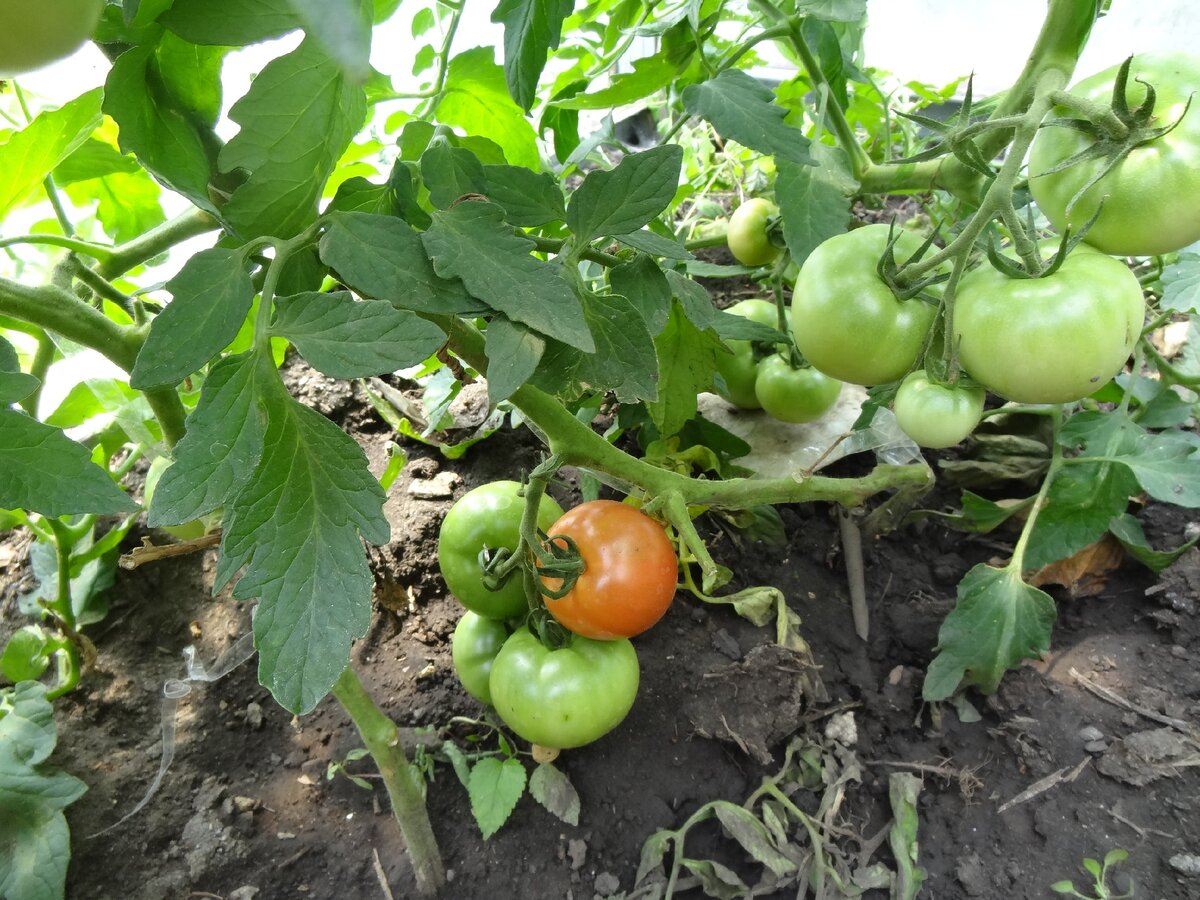 Сорта томатов для теплиц - как выбрать подходящий сорт