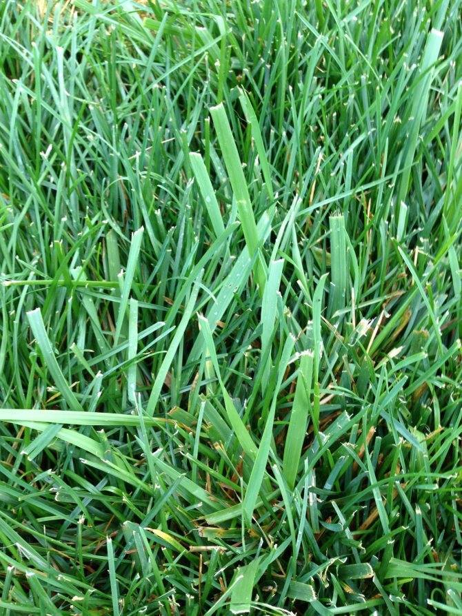 Газонная трава, которая уничтожает сорняки, и использование гербицидов в борьбе с сорной травой