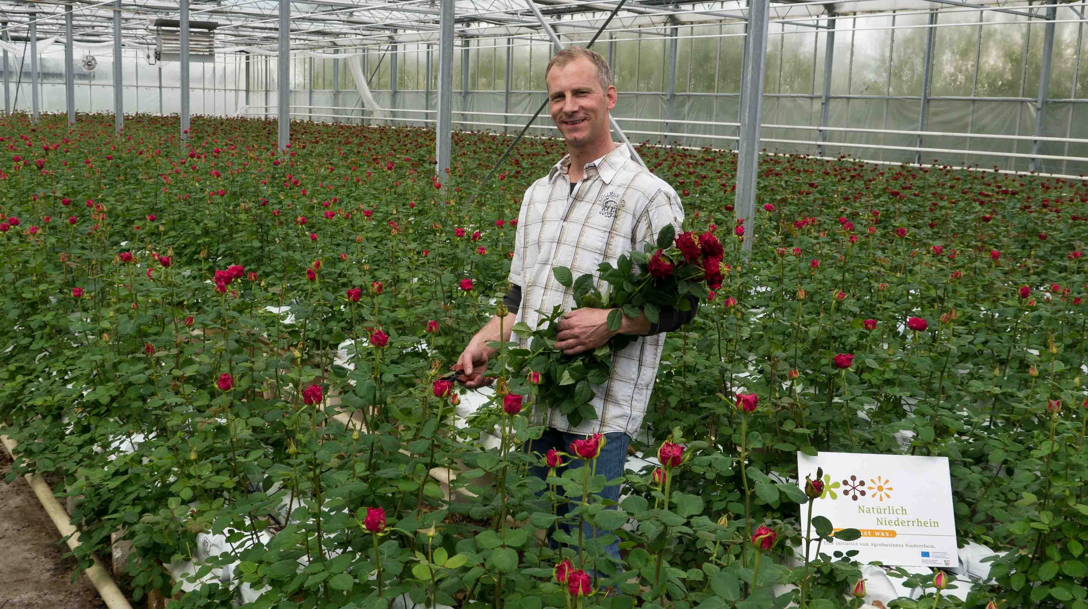 Розы в теплице: выращивание, выбор теплицы, лучшие сорта, посадка и уход, полив, подкормка, обрезка, болезни и вредители