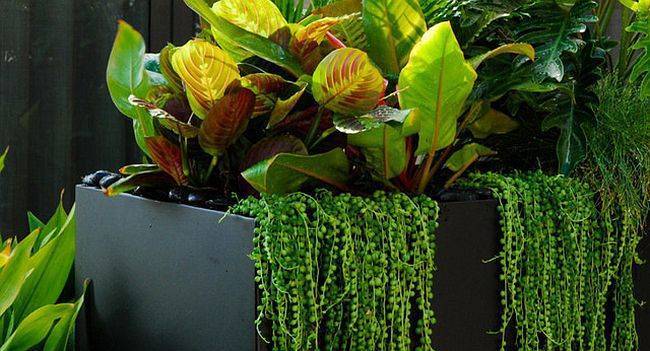 Как вырастить дома маранту трехцветную — молитвенное растение, фото
