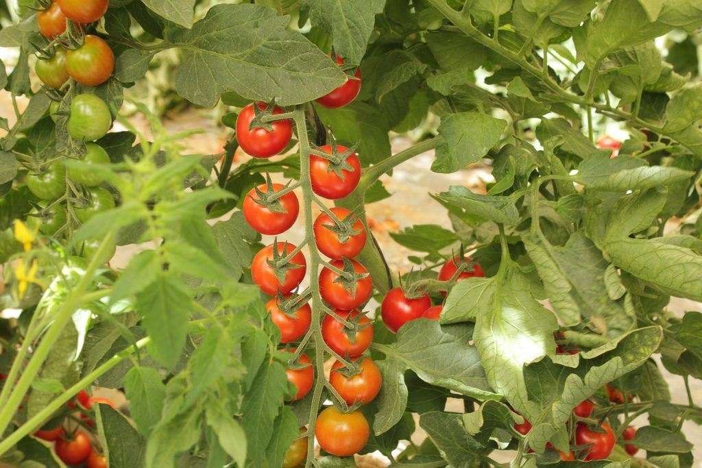 Почему не краснеют помидоры?: группа практикум садовода и огородника