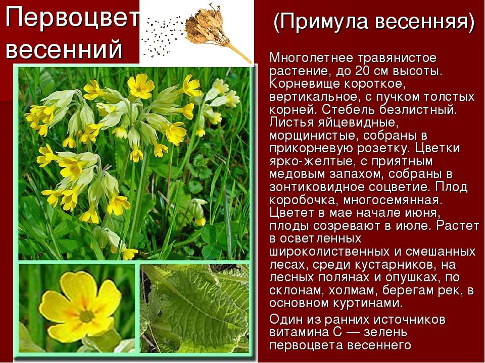 Цветы и растения описание и фото