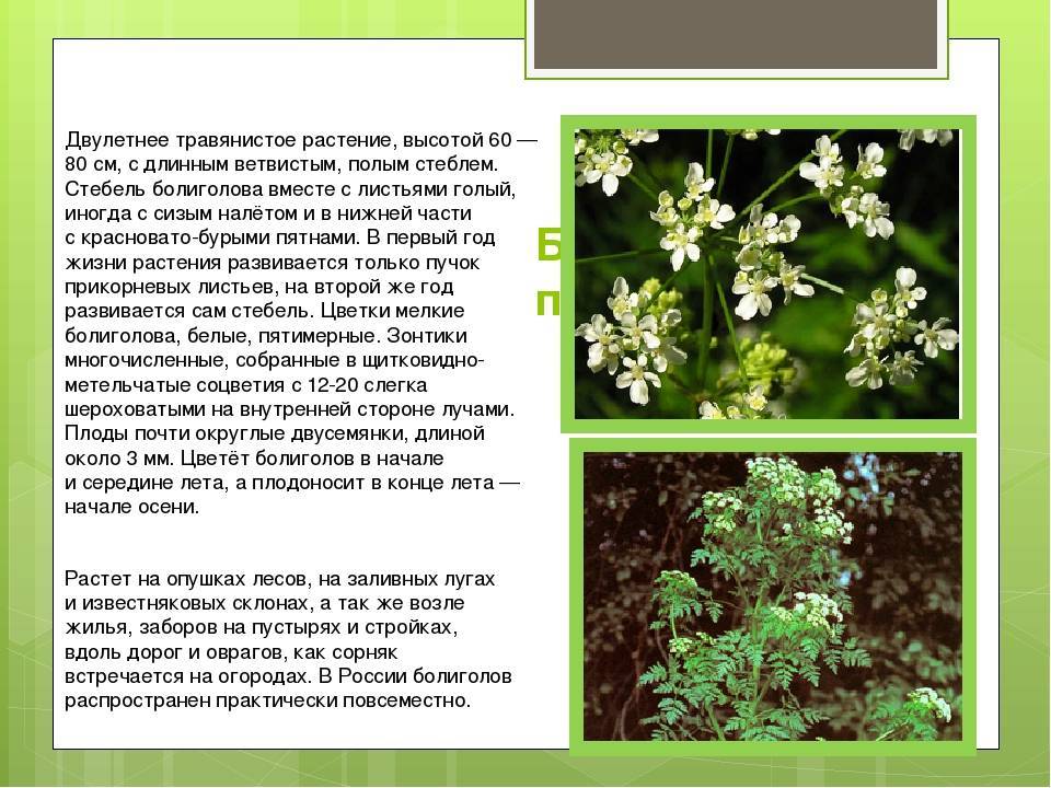 Ядовитые растения новосибирской области фото и описание