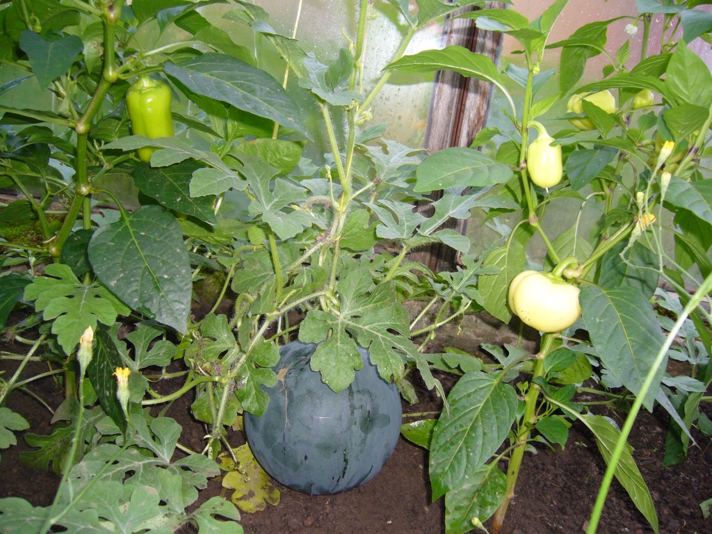Совместимость томатов, перца и баклажан в теплице