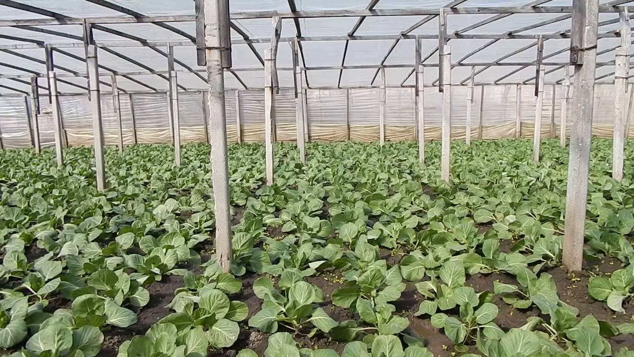 Выращивание пекинской капусты в открытом грунте и уход